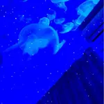 雰囲気から癒しを。幻想的なルームです ムーンライト Moonlightのフォト(小)