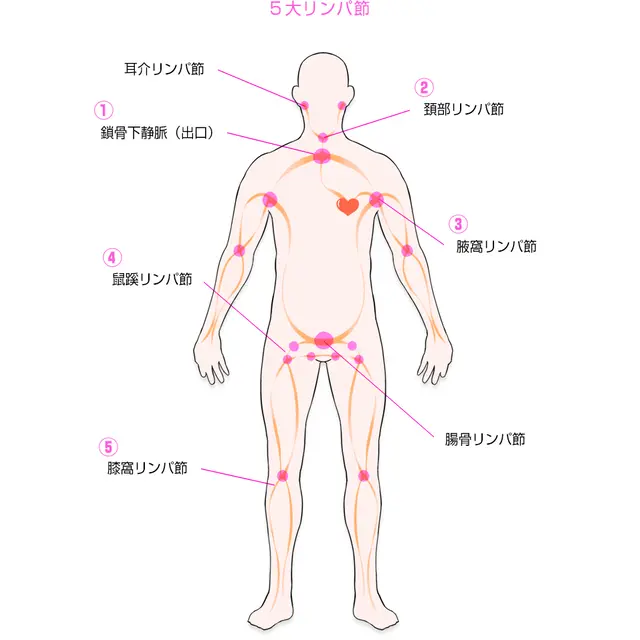 5大リンパ節 : えちちSPA-えっちな回春性感マッサージ-大阪店(日本橋発/性感エステ)のフォト(写真)